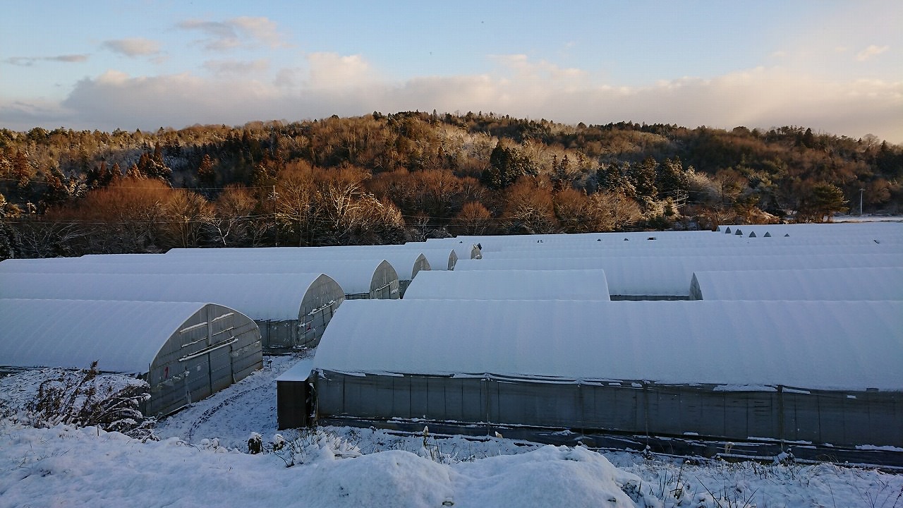 雪の積もった世羅農場